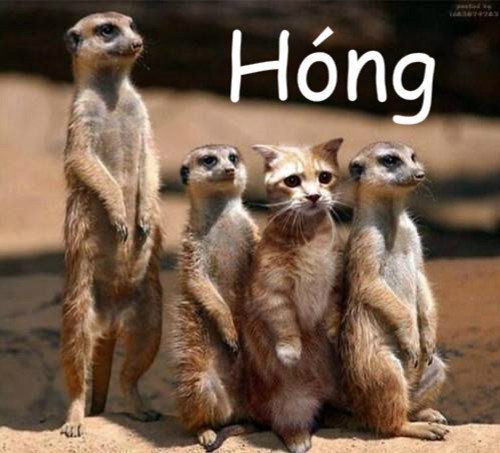 Click vào ảnh để xem ảnh lớn hơn. 

Name:	hong.jpg 
Views:	85 
Size:	42.5 KB 
ID:	6008